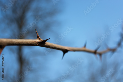Branch with acacia needles