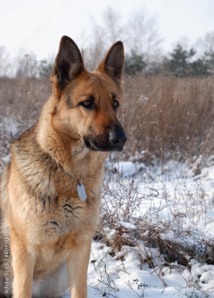German shepherd dog sitting on white snow in a field. German shepherd dog sitting on white snow in a field.