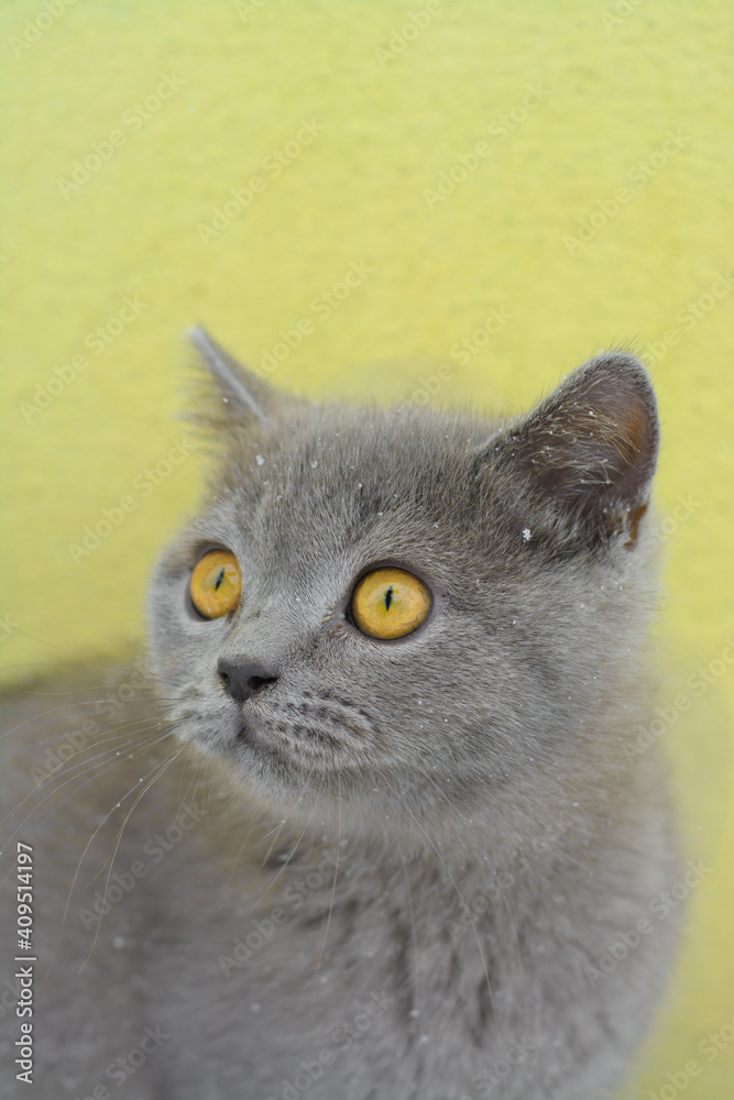 Grey cat with yellow eyes on yellow background