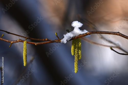 Haselnussblüte im Schnee photo