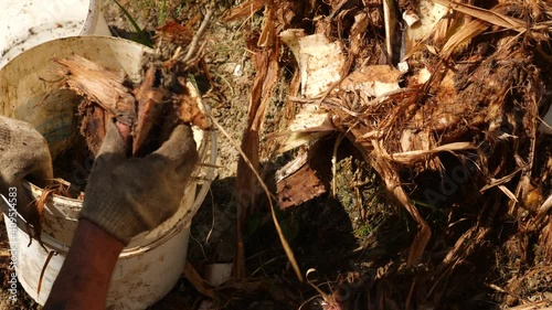 a man collects pieces of sawn banana palm. 4k slow motion. photo