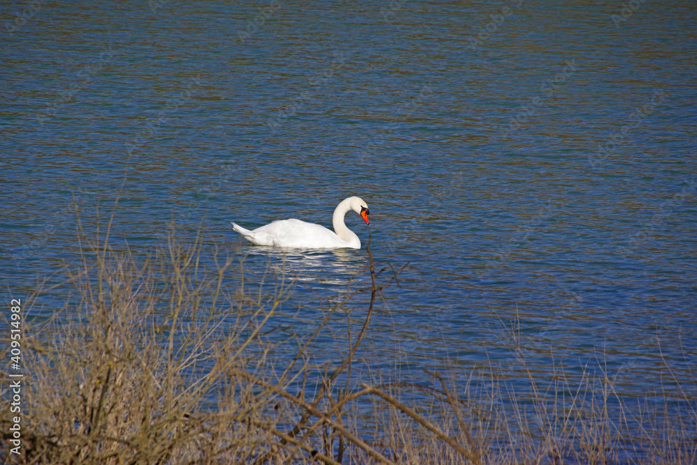 Fototapeta premium La grâce du cygne