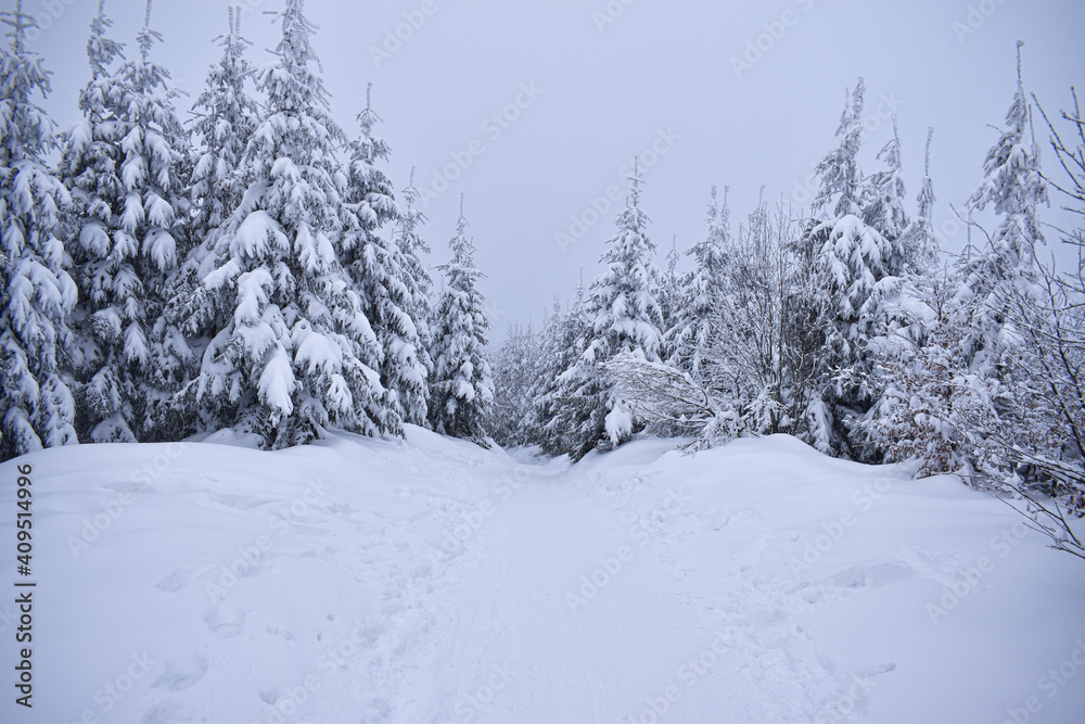 Winter landscape, trees covered with snow in winter