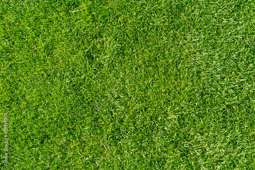 Fototapeta Naklejka Na Ścianę i Meble -  Meadow on a sunny day background. Gras overhead shot