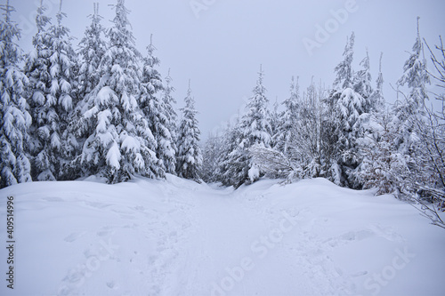 Winter landscape, trees covered with snow in winter © Daniel