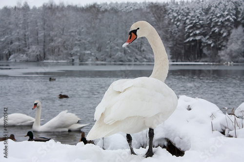 Horizontal outdoors photography of a single white mature swan on the snow-covered lake shore at cold winter day 