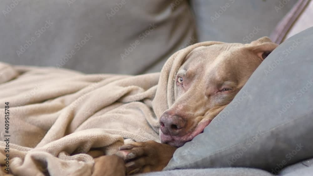 Weimaraner dog relaxes on the couch with his head on a pillow and wrapped up in a fleece blanket. Happy large breed dog enjoying a relaxing afternoon nap. Dog opens his eyes, then goes to sleep. Weimaraner dog relaxes on the couch with his head on a pillow and wrapped up in a fleece blanket. Happy large breed dog enjoying a relaxing afternoon nap. Dog opens his eyes, then goes to sleep.