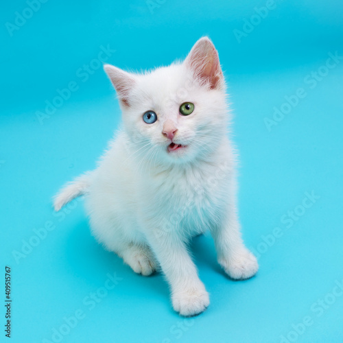 Little white kitten with blue and green eyes sitting with opened mouth on blue background and looking up