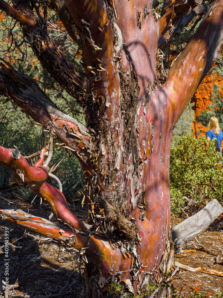 Fototapeta premium Arizona cypress tree