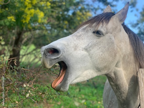 white horse portrait Corsica France