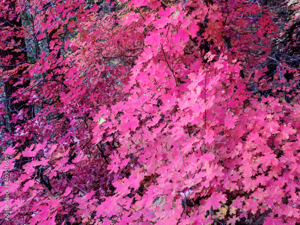 Bigtooth maples in fall color Bigtooth maples in fall color