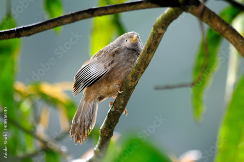 Gelbschnabeldrossling // Yellow-billed babbler (Argya affinis) - Sri Lanka photo