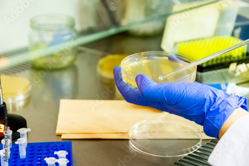 Scientist spreading bacteria liquid medium on agar plate under the laminar flow hood