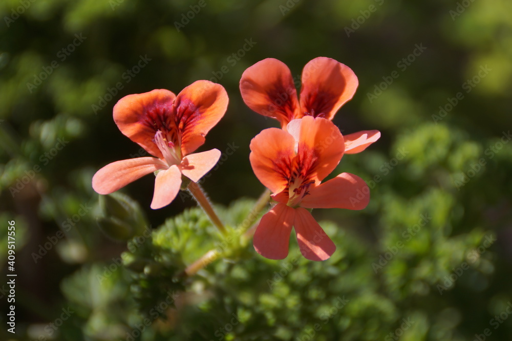 Obraz premium red hibiscus flower