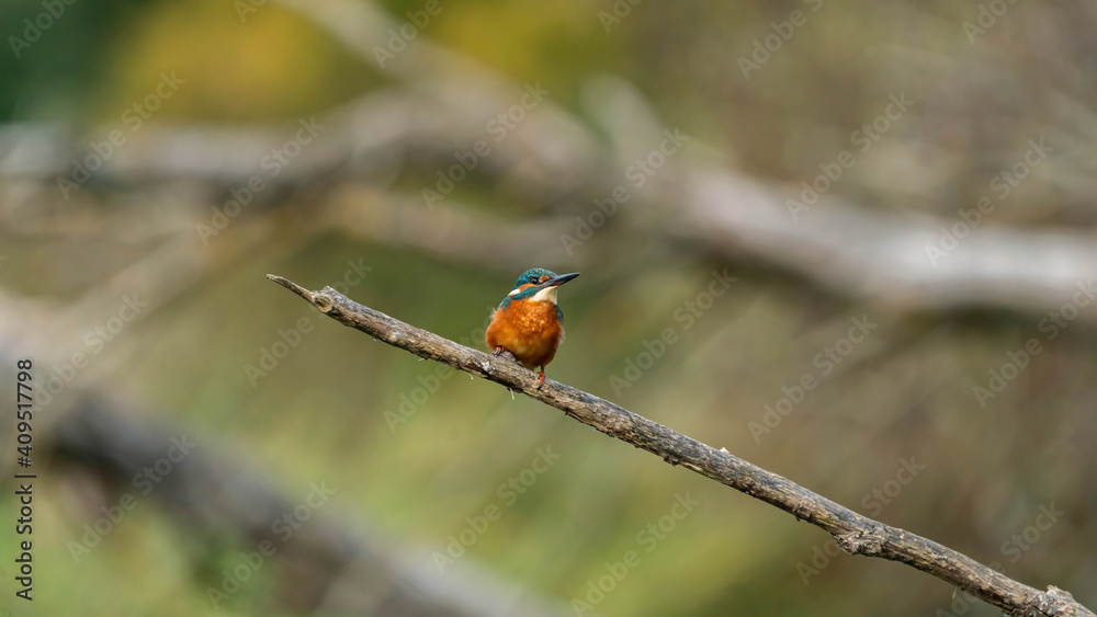 Kingfisher waiting for prey to appear