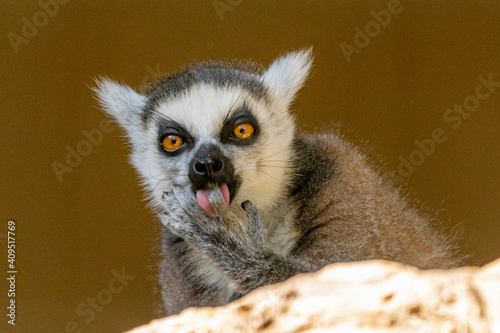 Ring tail Lemur (lemur catta) © Murilo