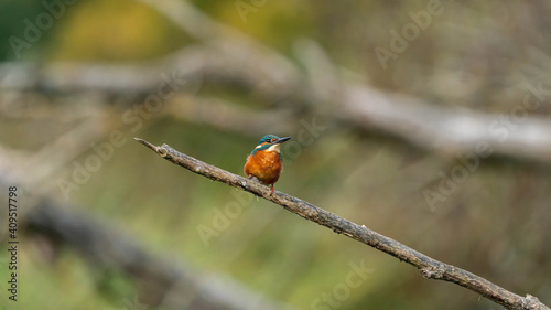 Kingfisher waiting for prey to appear