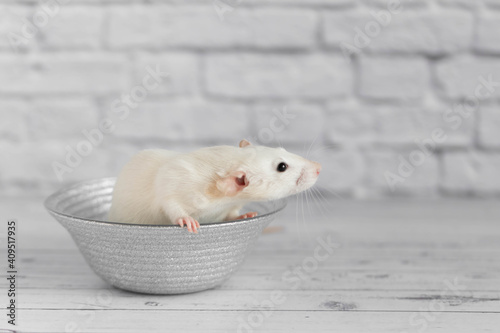 A cute white decorative rat sits on a gray plate. Close-up portrait of a rodent on a white background.
