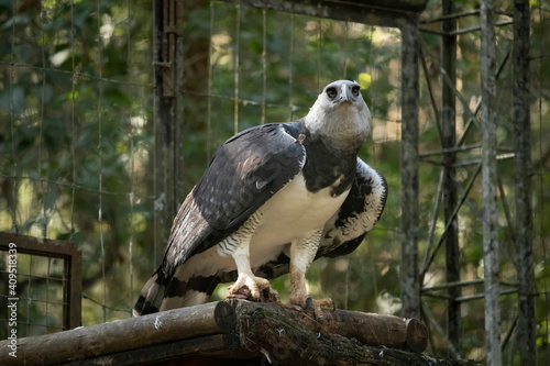The Harpy Eagle  Harpia harpyja  with green nature bokeh as background