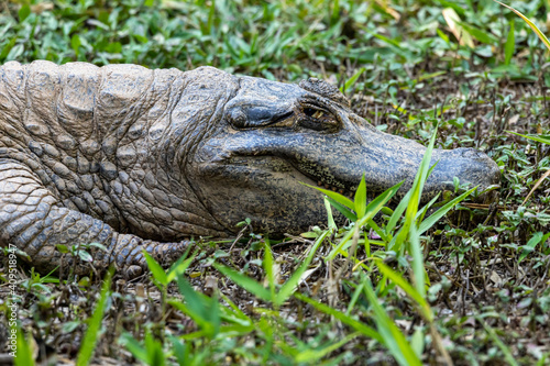 Alligator sunbathing on the grass