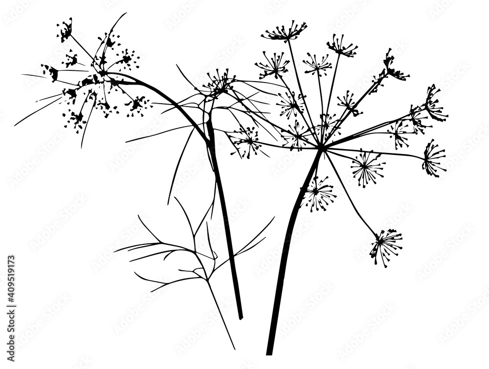 Obraz premium Vector drawing of a sprig of dill. Ink sketch. Manual work. Great idea for postcard, calendar, holiday invitation, wrapping paper. Suitable for decorating recipes, frames, diaries.