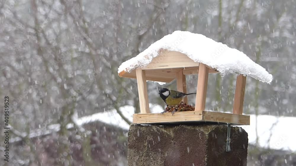 Adorable great tit eats from a bird feeder in the winter scenery. Slow motion. Adorable great tit eats from a bird feeder in the winter scenery. Slow motion.