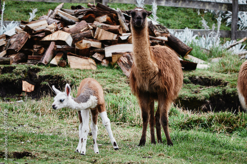 Llamas Alpaca in Andes Mountains, South America