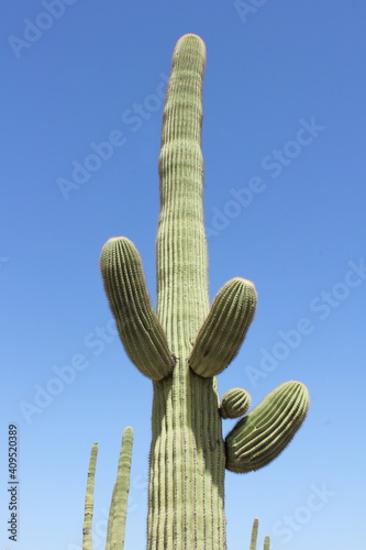 Cactus found in the California and Arizona Deserts