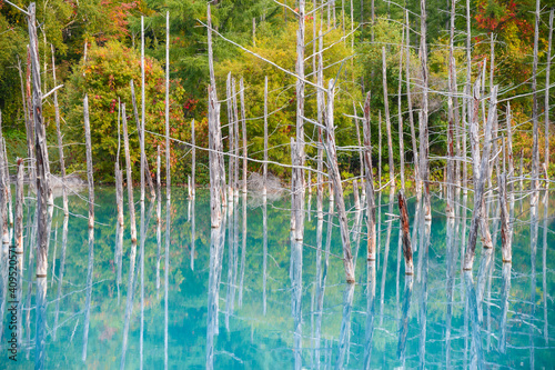 Close up dead branch Shirogane blue pond with Autumn background in Biei town  Hokkaido  Japan