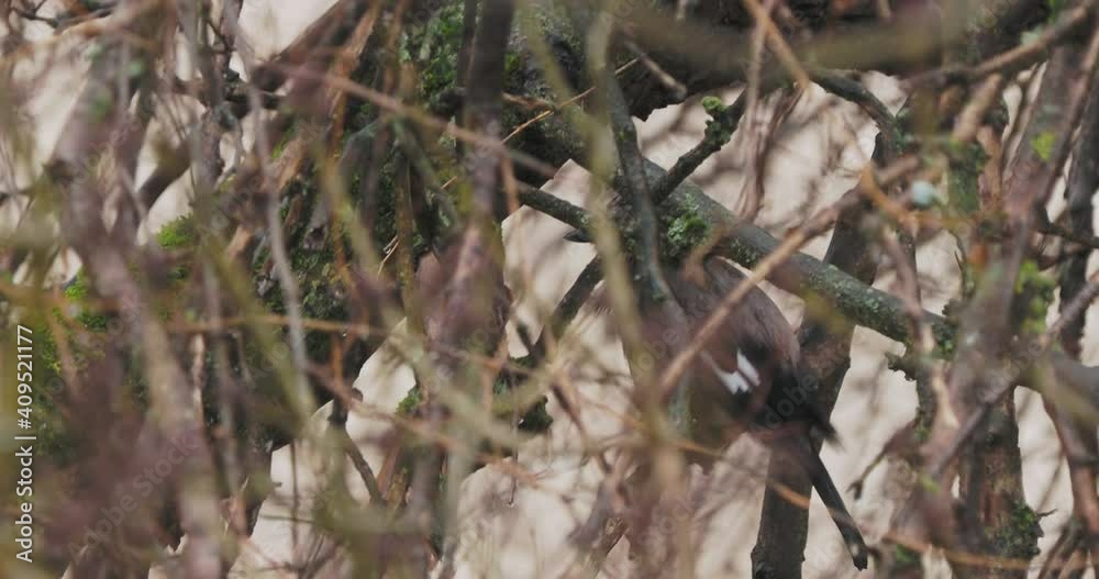 Eurasian jay or Garrulus glandarius sits on tree branch. Ruffled colorful bird under the rain. Natural wildlife. Eurasian jay or Garrulus glandarius sits on tree branch. Ruffled colorful bird under the rain. Natural wildlife.