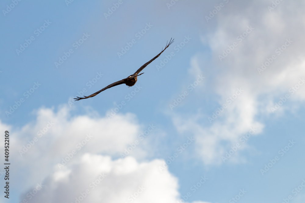 Eagle in mid flight with a cloudy blue sky in the background, Alentejo, Portugal. Eagle in mid flight with a cloudy blue sky in the background, Alentejo, Portugal.