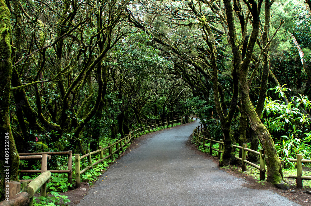 Path in Garanojay Natural Park, Canary island, Spain Path in Garanojay Natural Park, Canary island, Spain
