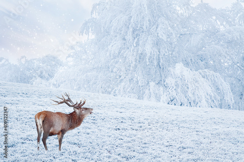 Noble deer (Cervus Elaphus)  in the winter snow forest. Copy space.