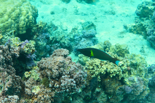 labre dans le lagon de moorea - polynesie francaise