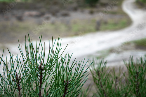 Plant with dry pine needles in the background at the Monsanto Natural Park.