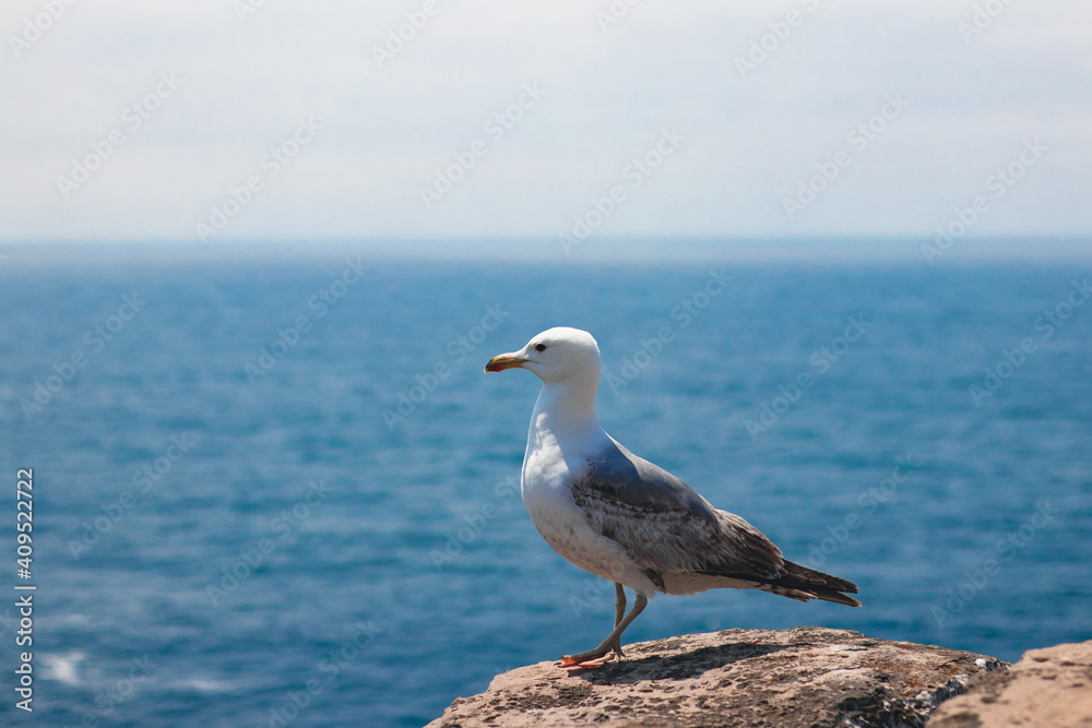 Seagull with the atlantic ocean in the background, Cabo Carvoreiro's cliff, Peniche, Portugal.