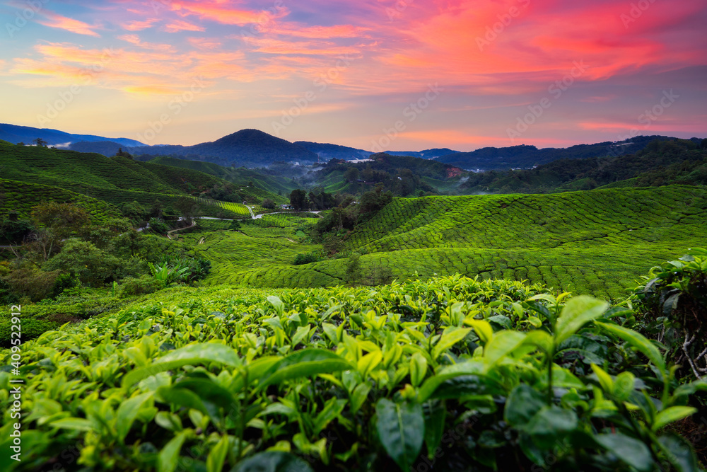 Landscape view of beautiful cameron highlands tea plantation in morning,Pahang, Malaysia