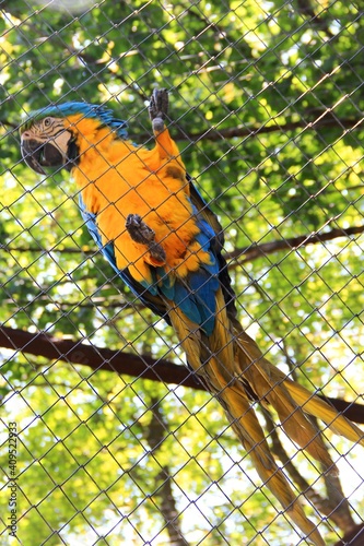 captive bird. Ara parrot. psittacidae. blue-yellow parrot macaw. macaw parrot sitting on a cage net. captive bird