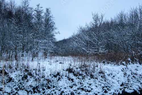landscape with snow covered trees