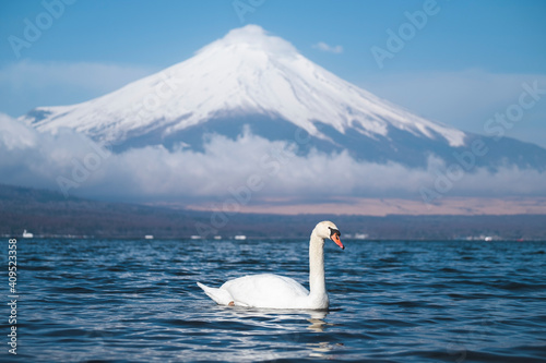 Mount Fuji and white swan in lake yamanaka at daytime in yamanashi prefecture, Japan
