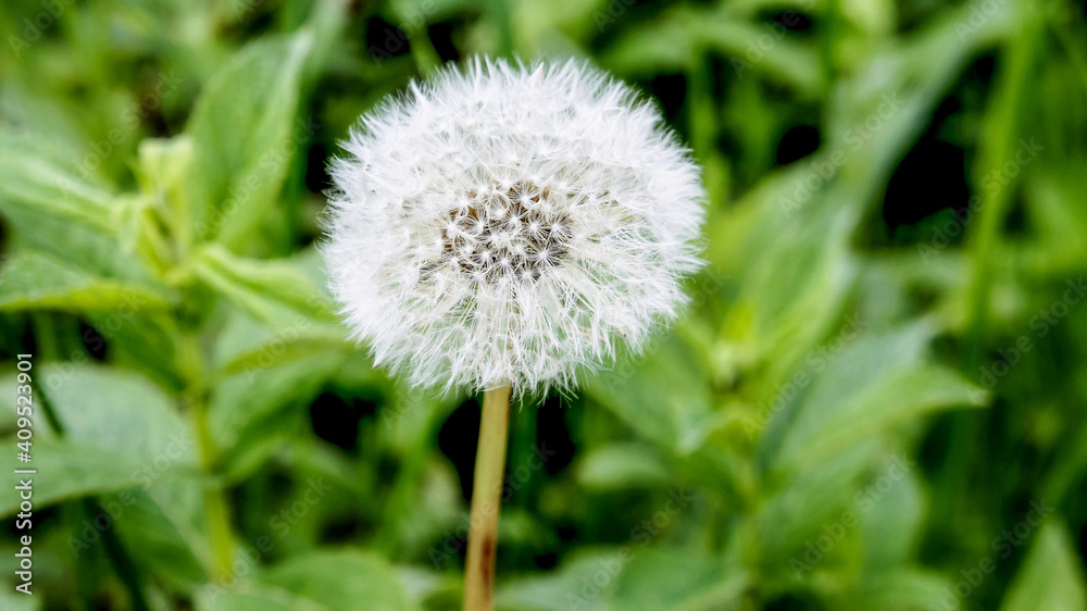 dandelion close up. spring white fluffy dandelion flower on a green bokeh background dandelion close up. spring white fluffy dandelion flower on a green bokeh background