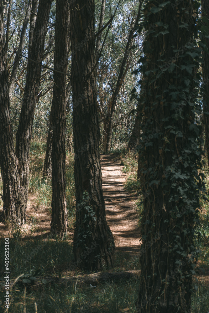 bosque con arboles altos, rayos de luz filtrándose. Bosque misterioso. Arboleda, Arboles con enredaderas. bosque con arboles altos, rayos de luz filtrándose. Bosque misterioso. Arboleda, Arboles con enredaderas.