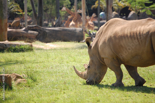 Southern white rhinoceros  rhino 