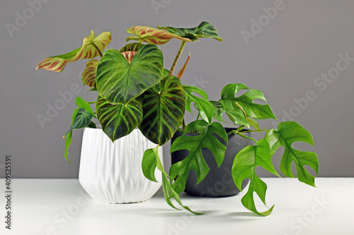 Tropical 'Philodendron Verrucosum' and 'Rhaphidophora Tetrasperma' houseplants in beautiful flower pots on white table photo