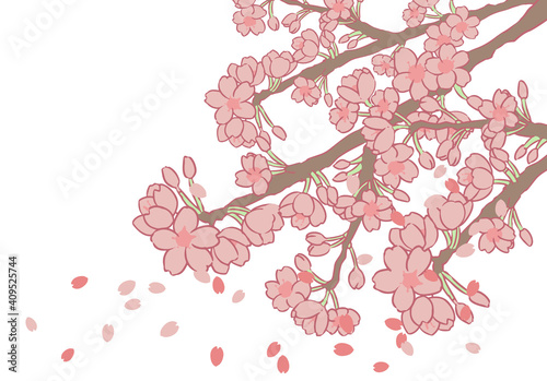 さくらの枝先　複数　花びら付き　カット