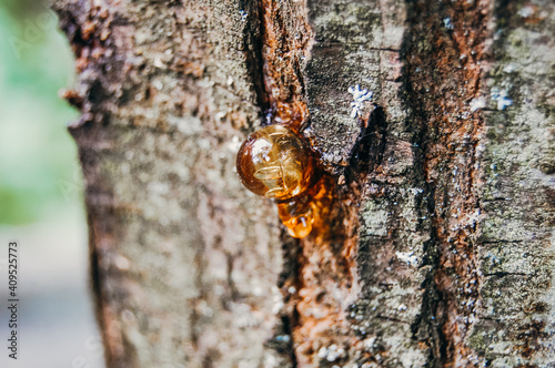 Yellow resin drop (as natural amber) on a bark of a  tree.