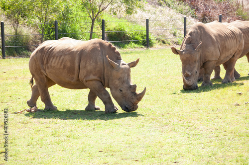 Southern white rhinoceros  rhino 