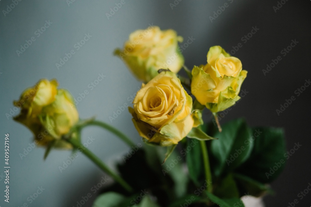 Bouquet of yellow roses on a gray backgroun Bouquet of yellow roses on a gray backgroun