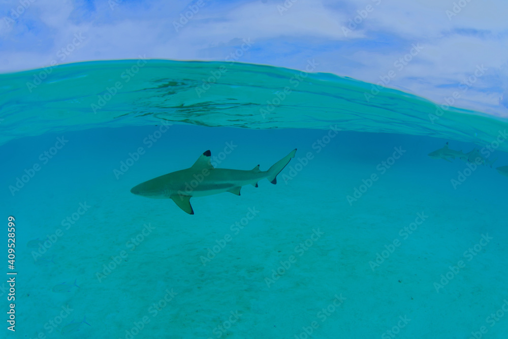 Fototapeta premium lagon translucide de moorea avec un requin pointe noire - polynesie francaise