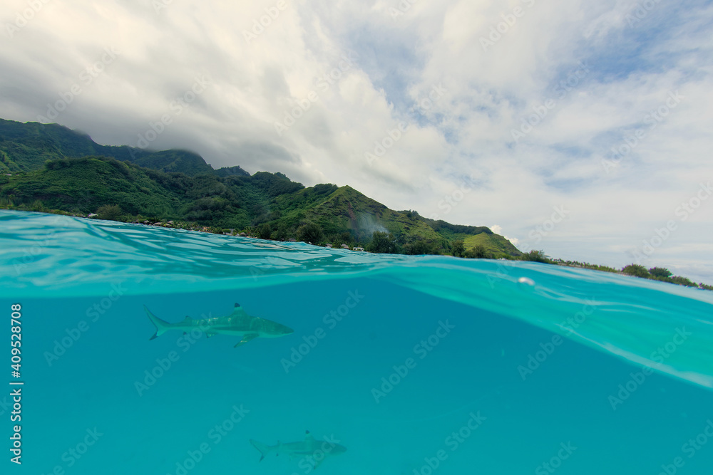 Fototapeta premium lagon translucide de moorea avec un requin pointe noire - polynesie francaise
